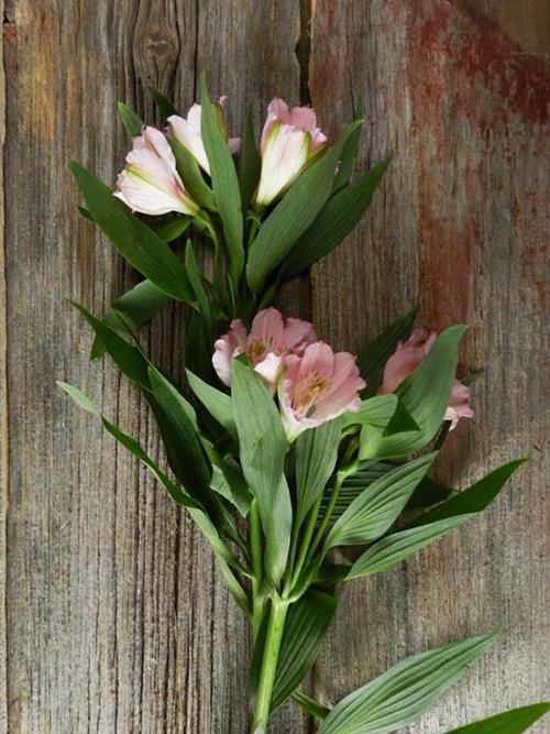 PRIMADONNA PINK ALSTROEMERIA